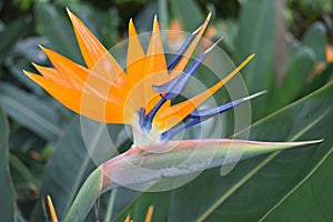 Closeup of a colorful strelitzia plant Ã¢â¬â bird of paradise flower